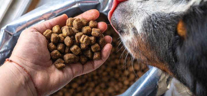 themenwelt themeneinstieg hundeernaehrung futter menge und zeit 1600x740